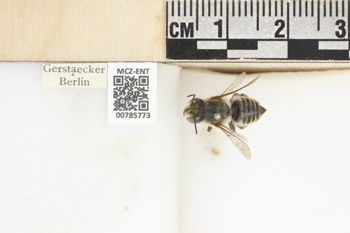 Media type: image;   Entomology 785773 Aspect: labels